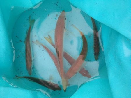 アジ、エソのみツバスは見てるだけ